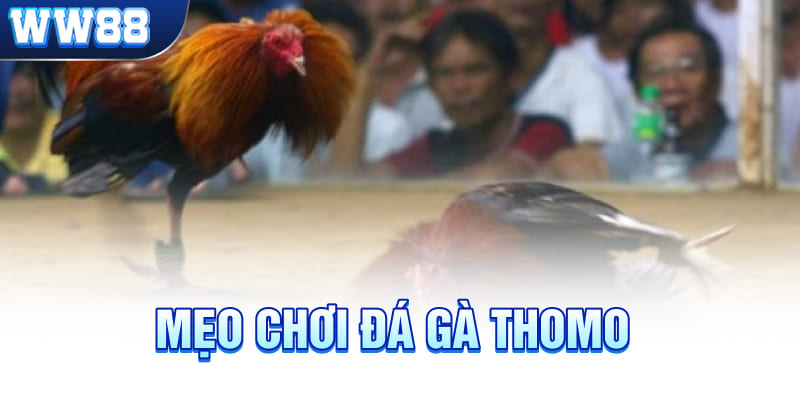 đá gà Thomo w88