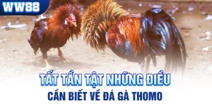 đá gà Thomo w88